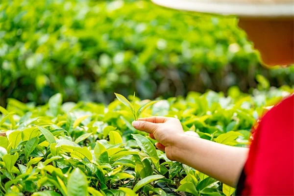 ハンギングバスケットにぴったりな垂れ下がる植物7選
