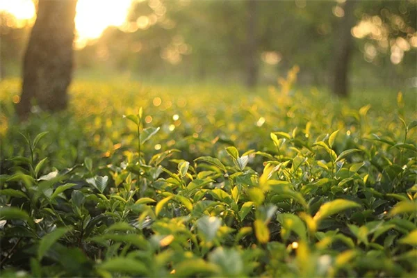 4月の挿し木で宿根草を6種簡単に増やす方法とコツ