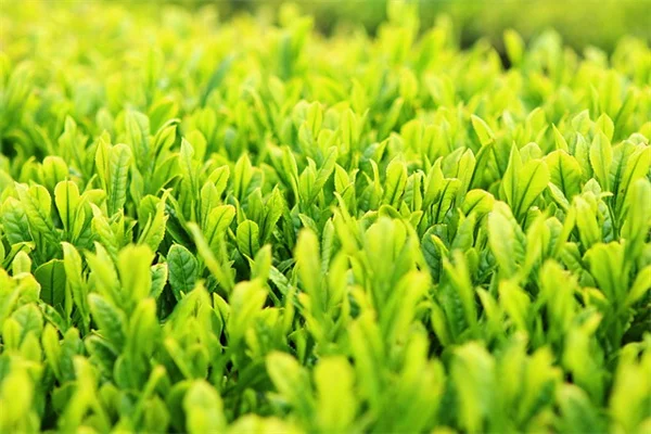 ワシントン州の3月ガーデニング、実はこれが植え時なんです