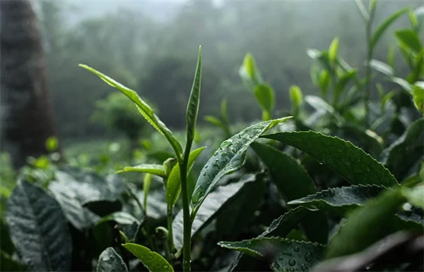 アジサイが茶色くなる？私が実践してきた復活方法