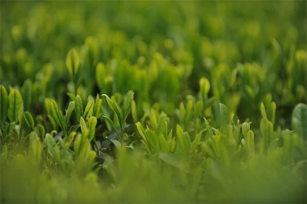 箱形虫が家に侵入する前に知っておきたい秋の害虫対策