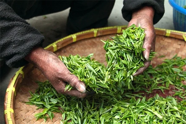 植物休眠か枯れか？もう枯れたと焦らないで！5つのサインで見分ける方法